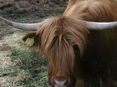 Silvija Mekota uzgaja škotsko visinsko govedo i crne slavonske svinje Silvija Mekota uzgaja škotsko visinsko govedo i crne slavonske svinje
