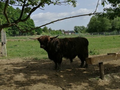 Silvija Mekota uzgaja škotsko visinsko govedo i crne slavonske svinje Silvija Mekota uzgaja škotsko visinsko govedo i crne slavonske svinje