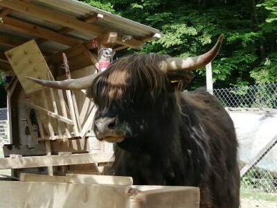 Silvija Mekota uzgaja škotsko visinsko govedo i crne slavonske svinje Silvija Mekota uzgaja škotsko visinsko govedo i crne slavonske svinje