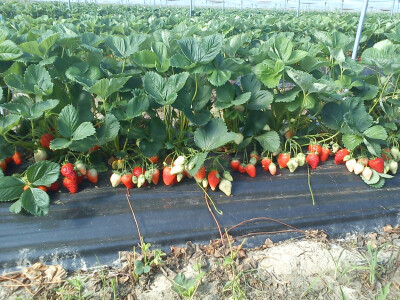 Plastenici puni jagoda