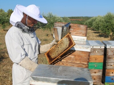 Simbioza maslina i pčela - OPG Bodiš