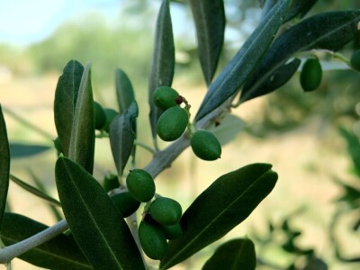 Simbioza maslina i pčela - OPG Bodiš