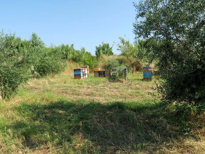 Simbioza maslina i pčela - OPG Bodiš
