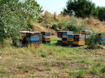 Simbioza maslina i pčela - OPG Bodiš
