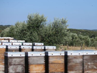 Simbioza maslina i pčela - OPG Bodiš