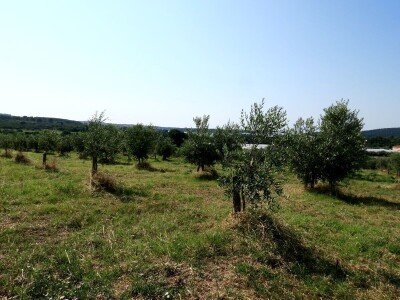 Simbioza maslina i pčela - OPG Bodiš