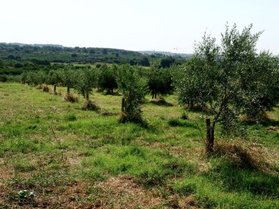 Simbioza maslina i pčela - OPG Bodiš