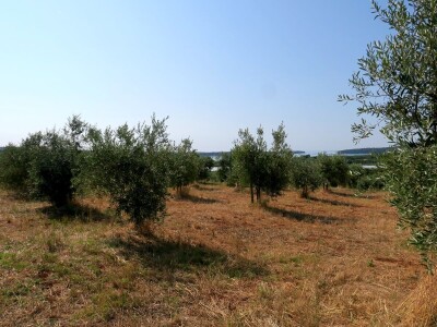 Simbioza maslina i pčela - OPG Bodiš