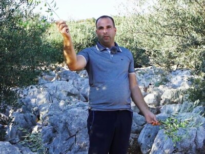 Dr. Šime Marcelić otkriva kako, unatoč žegi i suši, ber navodnjavanja sačuvati urod maslina Dr. Šime Marcelić otkriva kako, unatoč žegi i suši, ber navodnjavanja sačuvati urod maslina