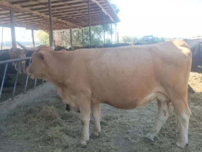 Simentalka