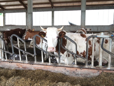 Farma Dejana Simića iz Grabik Ilove