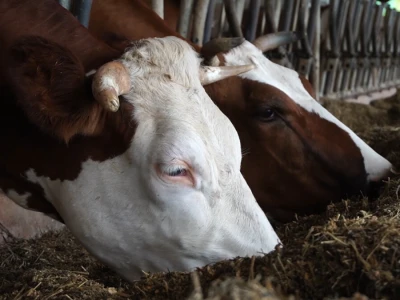 Farma Dejana Simića iz Grabik Ilove