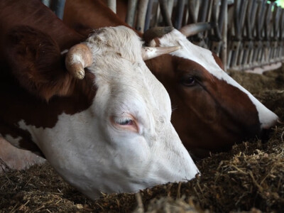 Farma Dejana Simića iz Grabik Ilove