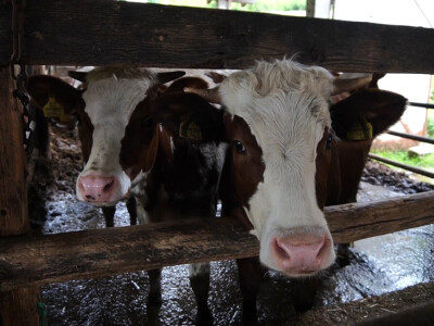 Farma Dejana Simića iz Grabik Ilove