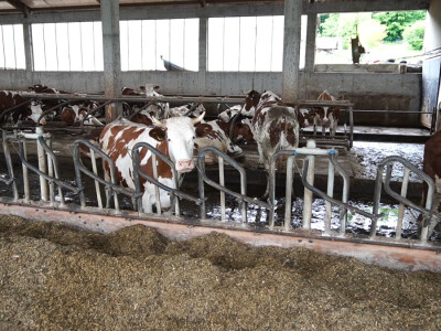 Farma Dejana Simića iz Grabik Ilove