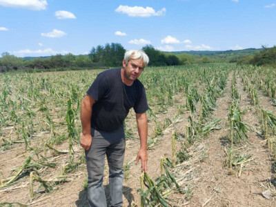 Grad u usevima, uništeni usevi u Braničevu