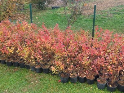 Simo Đukić Simo Đukić