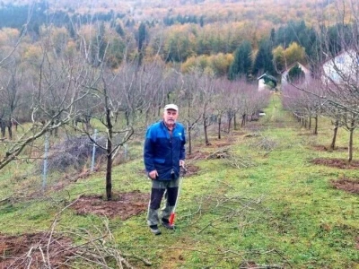 Vegetacija šljiva u petrovačkoj opštini