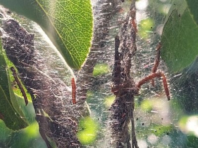Simptomi napada bolesti i štetočina