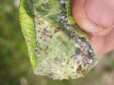 Simptomi napada bolesti i štetočina