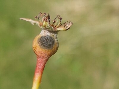 Simptomi napada bolesti i štetočina