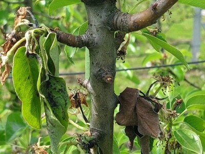 Simptomi napada bolesti i štetočina