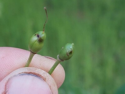 Simptomi napada bolesti i štetočina