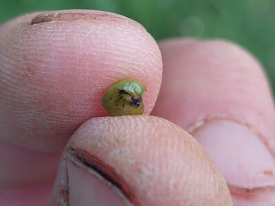 Simptomi napada bolesti i štetočina