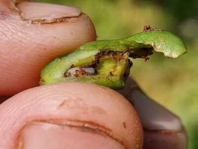 Simptomi napada bolesti i štetočina