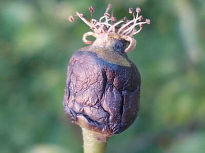 Simptomi napada bolesti i štetočina