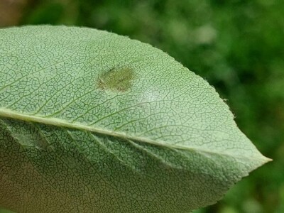 Simptomi napada bolesti i štetočina