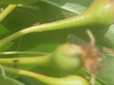 Simptomi napada bolesti i štetočina