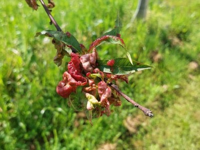 Simptomi napada bolesti i štetočina