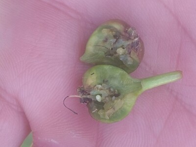 Simptomi napada bolesti i štetočina