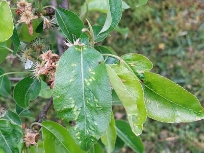 Simptomi napada bolesti i štetočina