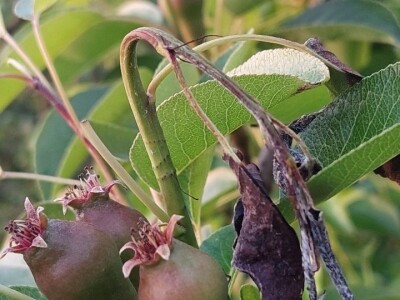 Simptomi napada bolesti i štetočina