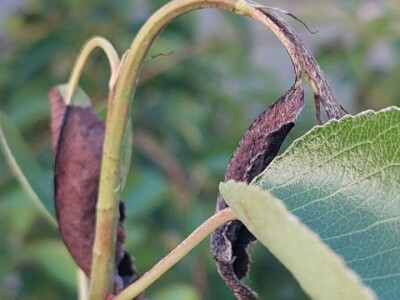 Simptomi napada bolesti i štetočina