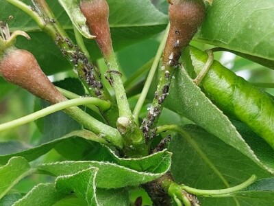 Simptomi napada bolesti i štetočina