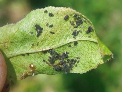 Simptomi napada bolesti i štetočina
