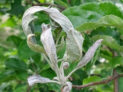 Simptomi napada bolesti i štetočina