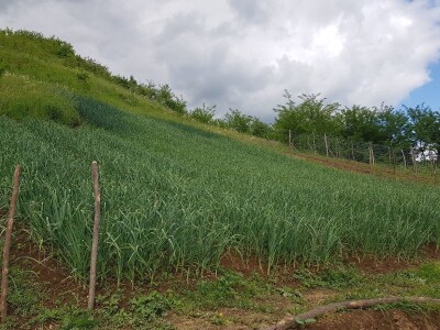 Sinanović: U poljoprivredi su uvijek potrebna nova ulaganja i praćenje trendova