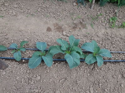 Sinanović: U poljoprivredi su uvijek potrebna nova ulaganja i praćenje trendova