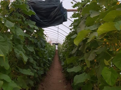 Sinanović: U poljoprivredi su uvijek potrebna nova ulaganja i praćenje trendova