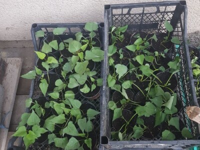 Sinanović: U poljoprivredi su uvijek potrebna nova ulaganja i praćenje trendova