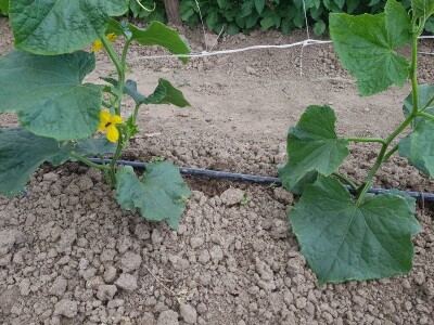 Sinanović: U poljoprivredi su uvijek potrebna nova ulaganja i praćenje trendova