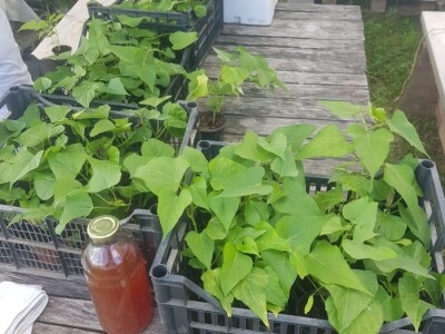 Sinanović: U poljoprivredi su uvijek potrebna nova ulaganja i praćenje trendova