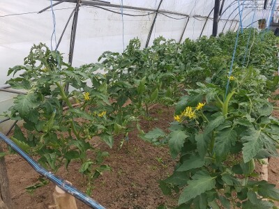 Sinanović: U poljoprivredi su uvijek potrebna nova ulaganja i praćenje trendova