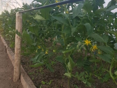 Sinanović: U poljoprivredi su uvijek potrebna nova ulaganja i praćenje trendova