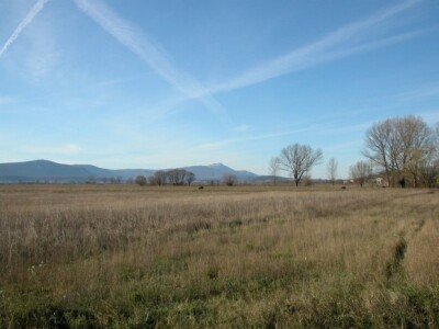 Detalj zapuštenog Sinjskog polja