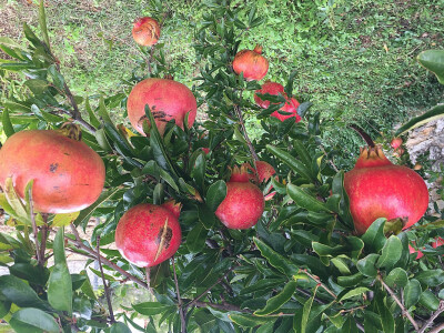 Šipak glavaš Šipak glavaš